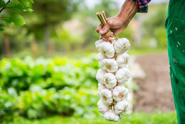 Why You Should Pick Garlic